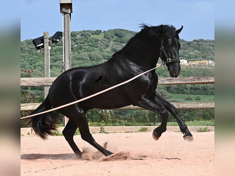 Menorquín Semental 2 años 169 cm Negro in Menorca