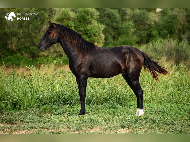 Menorquín Semental 3 años 152 cm Negro in Menorca