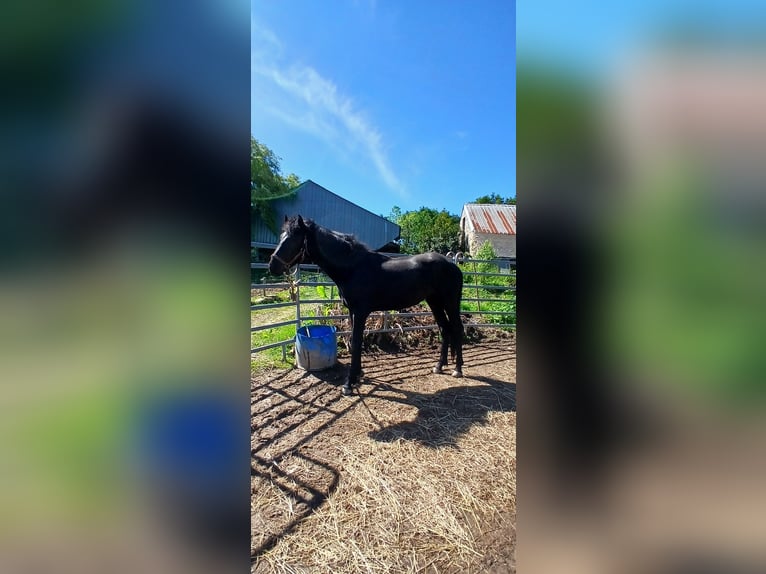 Menorquín Semental 3 años 160 cm Morcillo in Dinéault