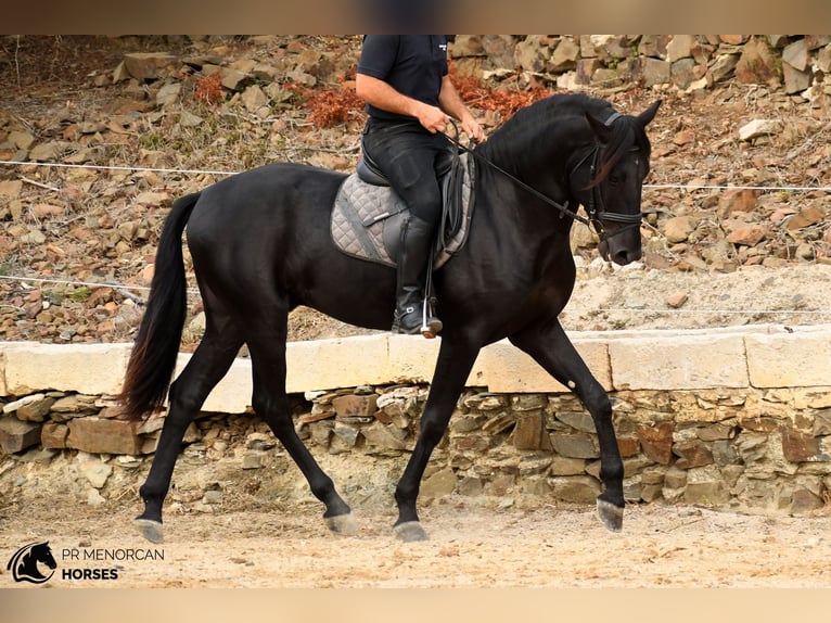 Menorquín Semental 3 años 164 cm Negro in Ciutadella De Menorca