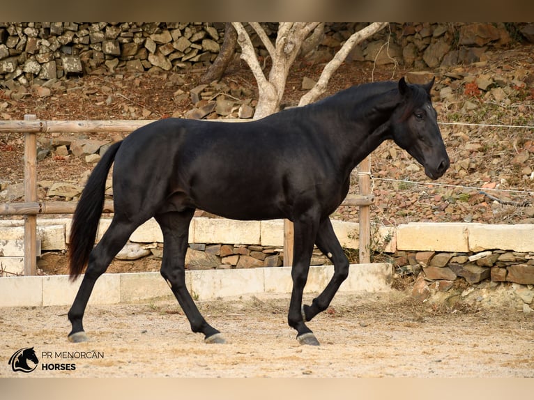 Menorquín Semental 3 años 164 cm Negro in Ciutadella De Menorca