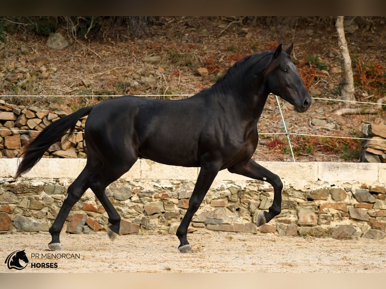 Menorquín Semental 3 años 164 cm Negro in Ciutadella De Menorca
