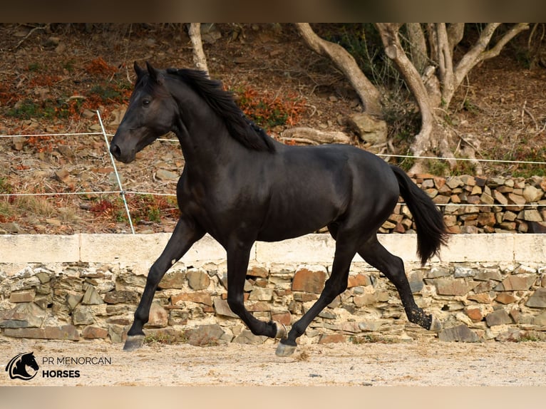 Menorquín Semental 3 años 164 cm Negro in Ciutadella De Menorca
