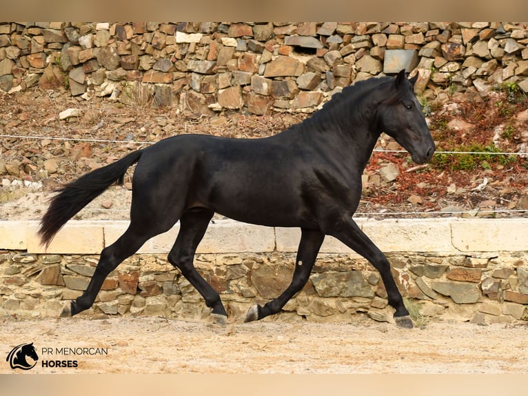 Menorquín Semental 3 años 164 cm Negro in Ciutadella De Menorca
