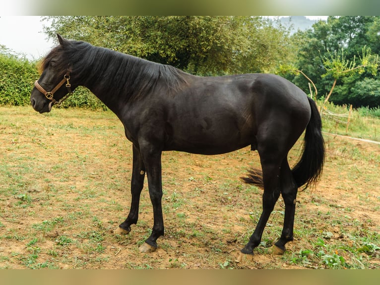 Menorquín Semental 3 años 166 cm Negro in Pilona