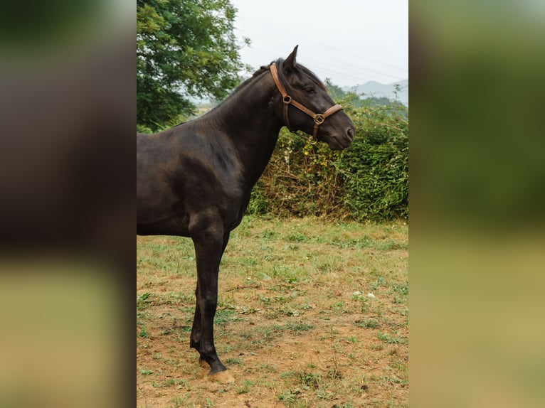 Menorquín Semental 3 años 166 cm Negro in Pilona