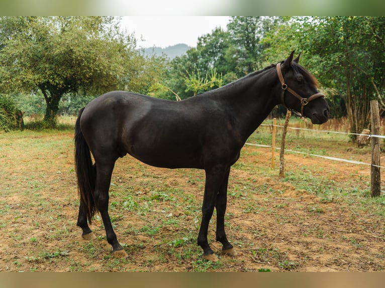 Menorquín Semental 3 años 166 cm Negro in Pilona