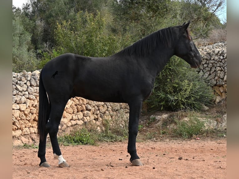 Menorquín Semental 3 años 167 cm Negro in Menorca