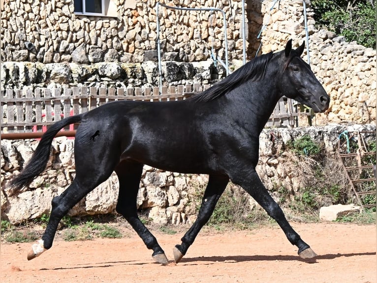 Menorquín Semental 3 años 167 cm Negro in Menorca