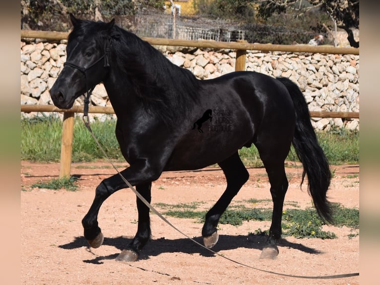 Menorquín Semental 4 años 152 cm Negro in Menorca