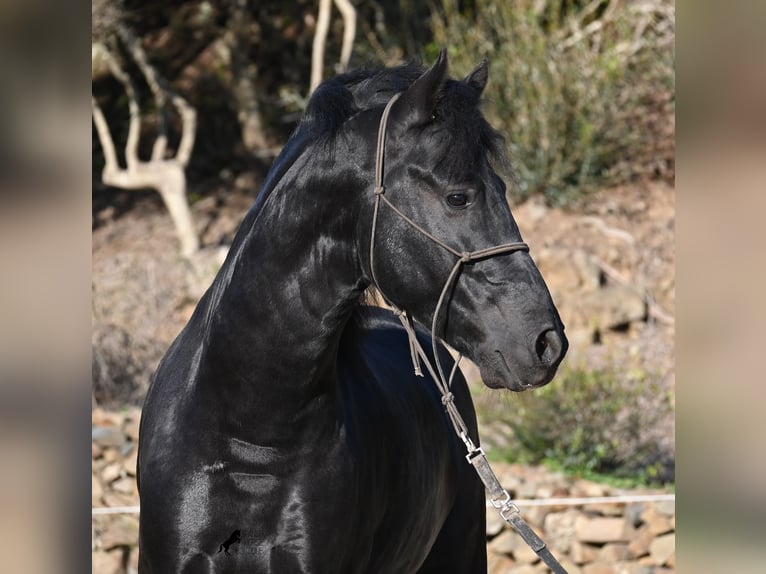 Menorquín Semental 4 años 152 cm Negro in Menorca