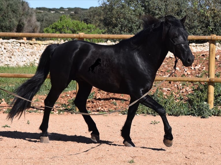 Menorquín Semental 4 años 152 cm Negro in Menorca