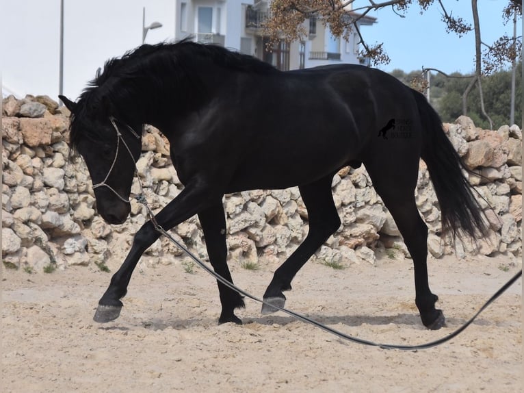Menorquín Semental 4 años 158 cm Negro in Menorca