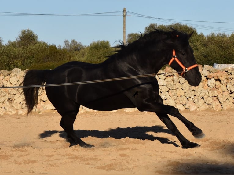 Menorquín Semental 4 años 158 cm Negro in Menorca