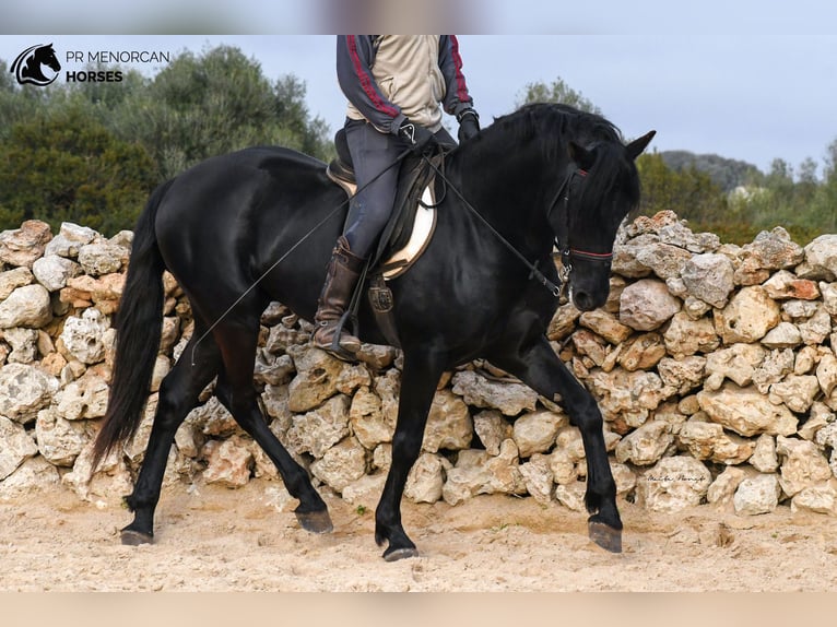 Menorquín Semental 4 años 159 cm Negro in Menorca