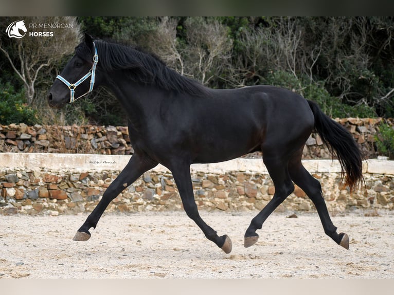Menorquín Semental 4 años 159 cm Negro in Menorca