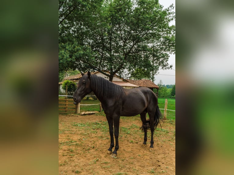 Menorquín Semental 4 años 162 cm Negro in Piloña