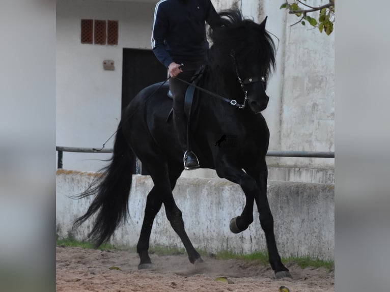 Menorquín Semental 4 años 164 cm Negro in Menorca