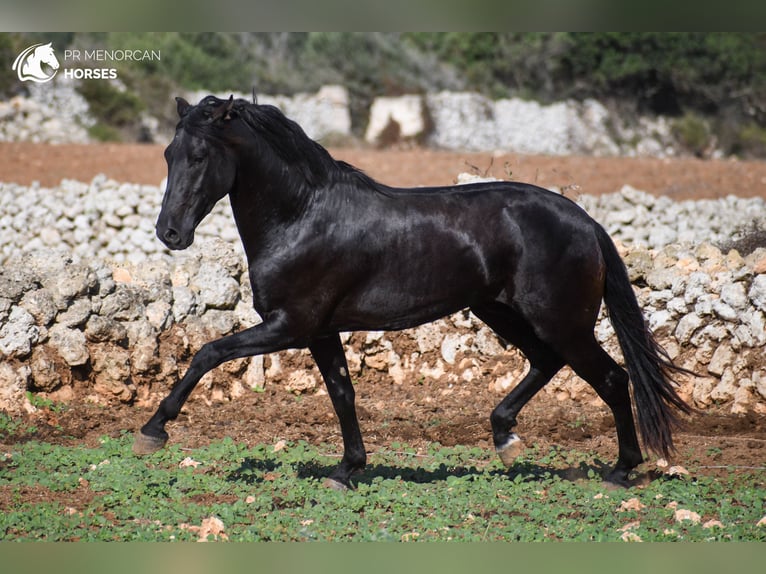 Menorquín Semental 5 años 155 cm Negro in Menorca