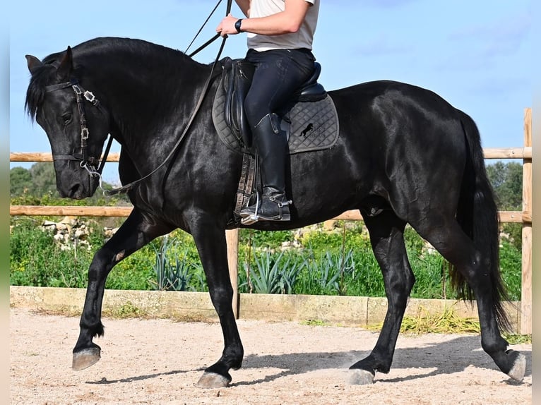 Menorquín Semental 5 años 162 cm  in Menorca