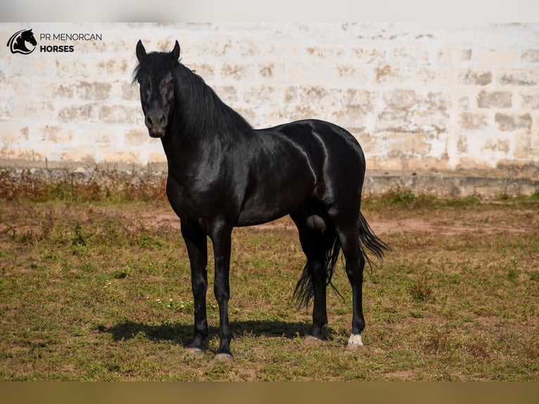 Menorquín Semental 5 años 162 cm Negro in Menorca