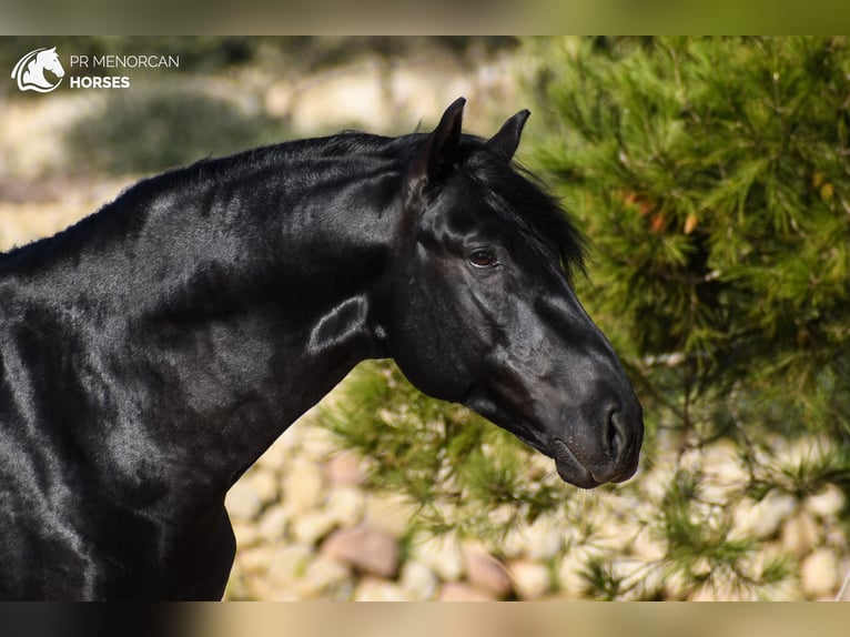 Menorquín Semental 5 años 162 cm Negro in Menorca