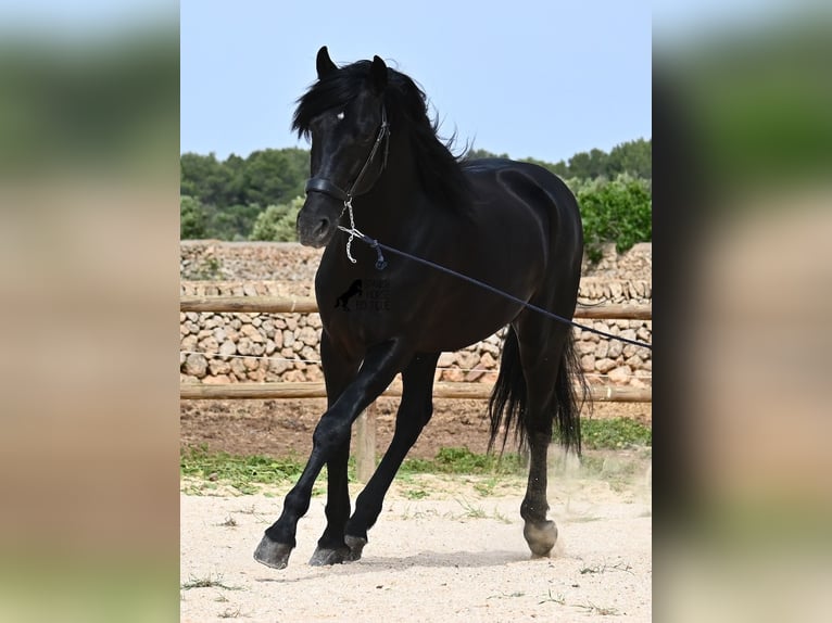 Menorquín Semental 5 años 164 cm Negro in Menorca