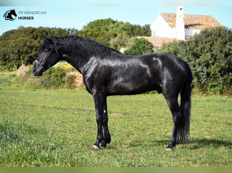 Menorquín Semental 5 años 165 cm Negro in Menorca