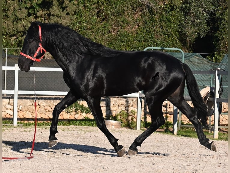 Menorquín Semental 5 años 169 cm Negro in Mallorca