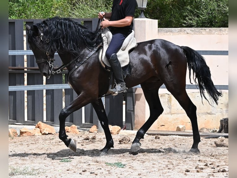 Menorquín Semental 5 años 169 cm Negro in Mallorca