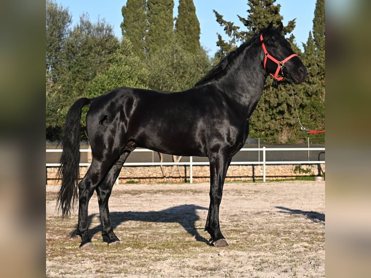 Menorquín Semental 5 años 169 cm Negro in Mallorca