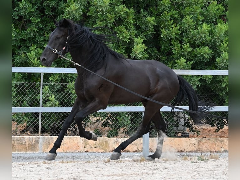 Menorquín Semental 5 años 169 cm Negro in Mallorca