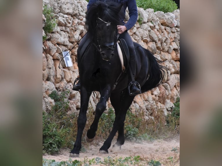 Menorquín Semental 6 años 159 cm Negro in Menorca