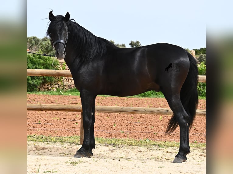 Menorquín Semental 6 años 164 cm Negro in Menorca