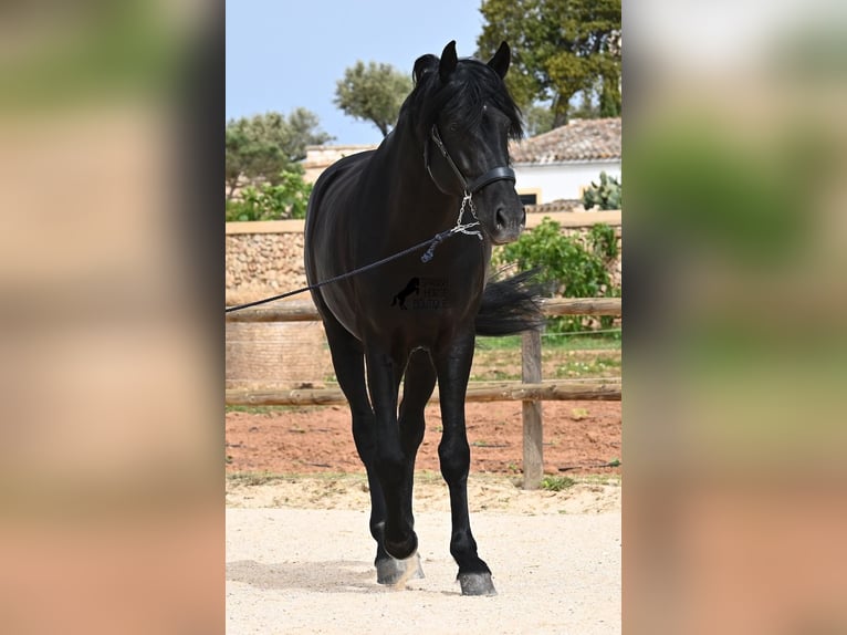 Menorquín Semental 6 años 164 cm Negro in Menorca