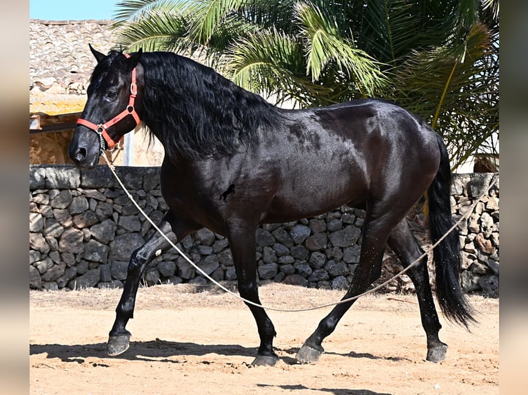 Menorquín Semental 6 años 164 cm Negro in Menorca