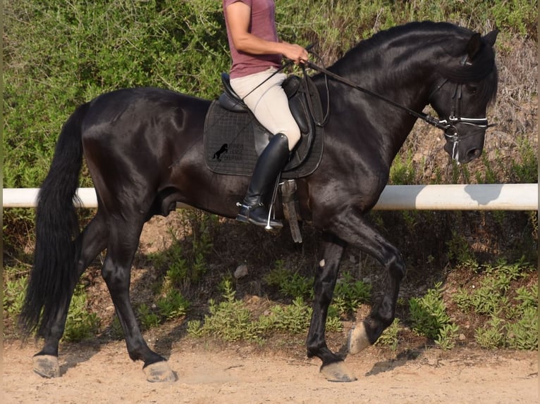 Menorquín Semental 6 años 169 cm Negro in Menorca