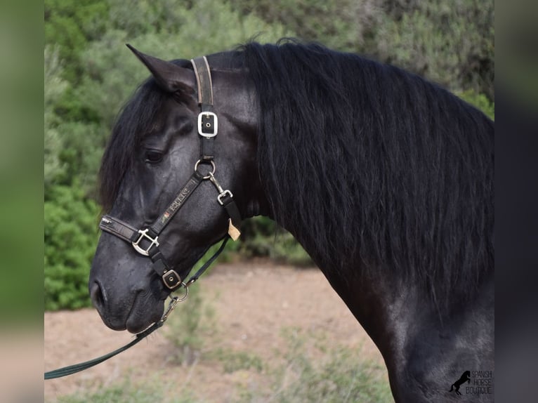 Menorquín Semental 6 años 169 cm Negro in Menorca