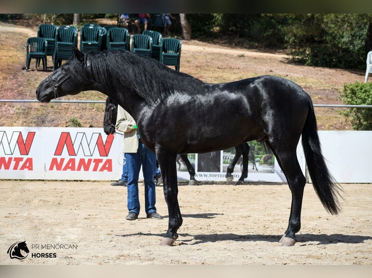 Menorquín Semental 7 años 160 cm Negro in Menorca