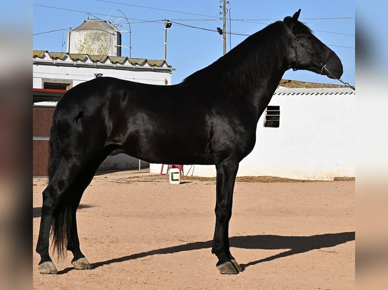 Menorquín Semental 9 años 174 cm Negro in Menorca