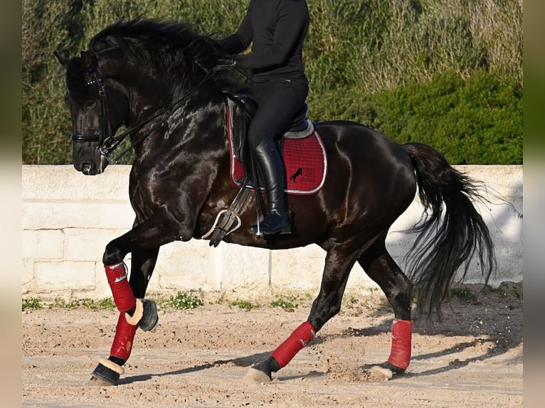 Menorquín Semental 9 años 174 cm Negro in Menorca