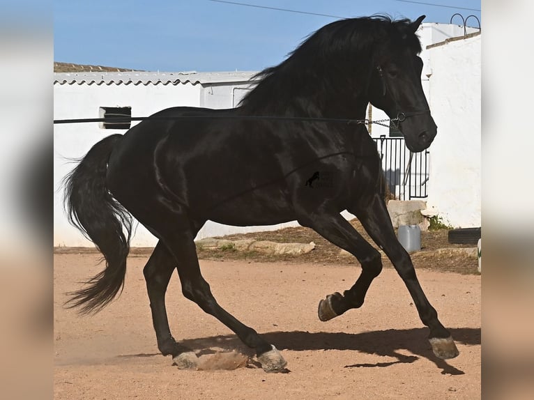Menorquín Semental 9 años 174 cm Negro in Menorca