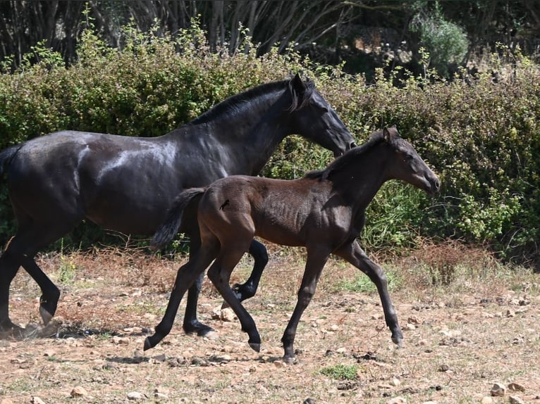 Menorquín Semental Potro (04/2026) 160 cm  in Menorca