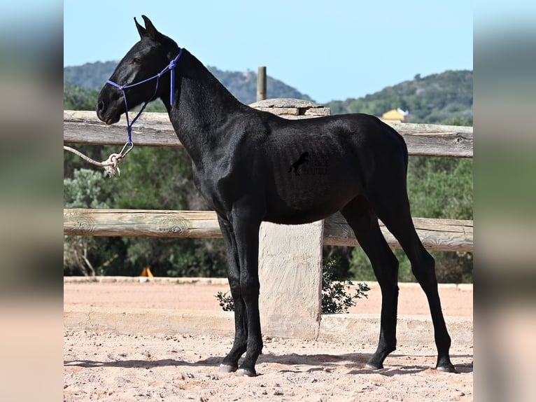 Menorquín Semental Potro (02/2025) 160 cm Negro in Menorca