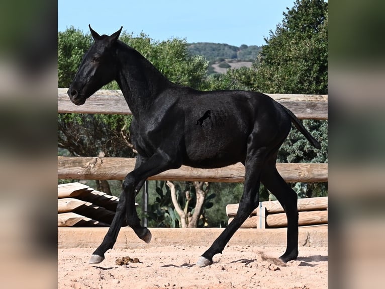 Menorquín Semental Potro (02/2025) 160 cm Negro in Menorca