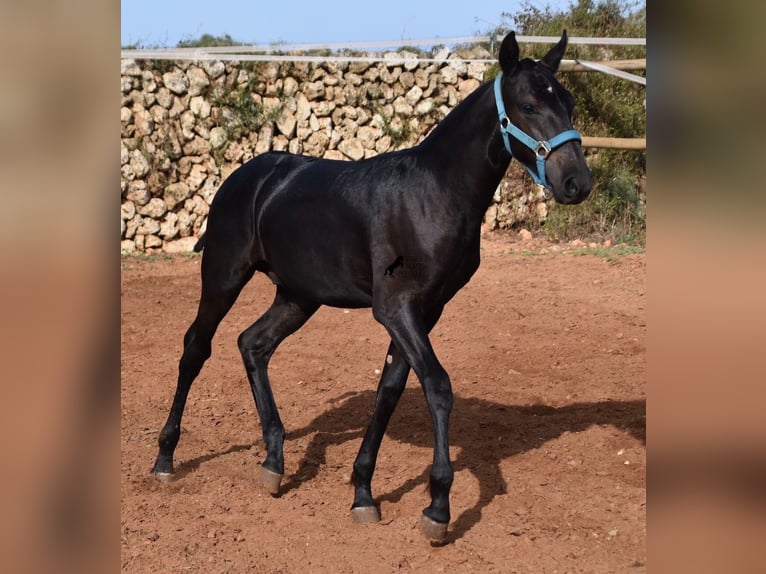 Menorquín Semental Potro (03/2024) 162 cm Negro in Menorca