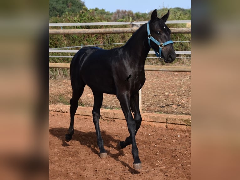 Menorquín Semental Potro (03/2024) 162 cm Negro in Menorca