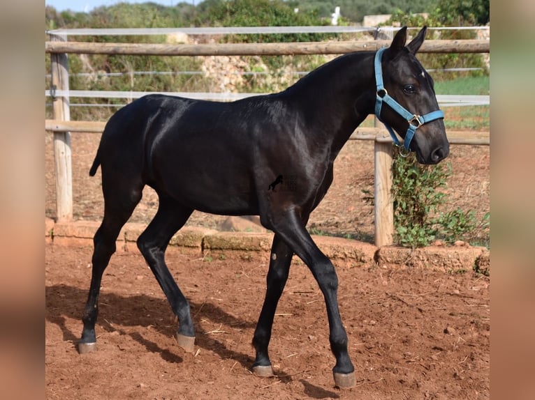 Menorquín Semental Potro (03/2024) 162 cm Negro in Menorca