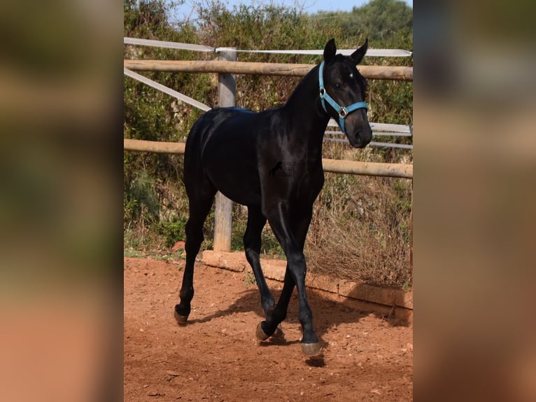 Menorquín Semental Potro (03/2024) 162 cm Negro in Menorca