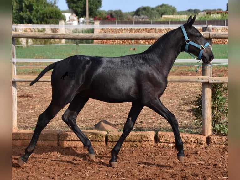 Menorquín Semental Potro (03/2024) 162 cm Negro in Menorca